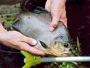 Red Bellied Pacu on fly in Phuket.