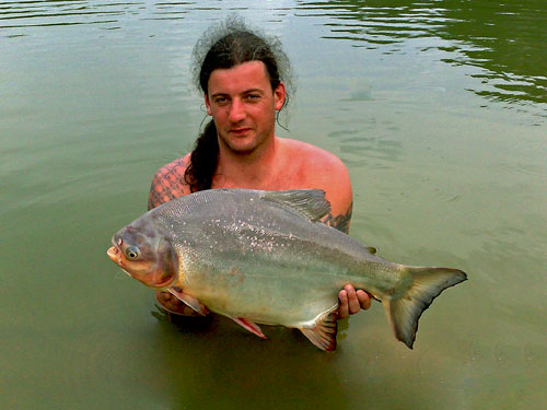 Large Pacu from Krabi.