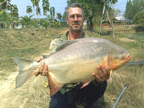 10 kilo Pacu from Palm Tree Lagoon.