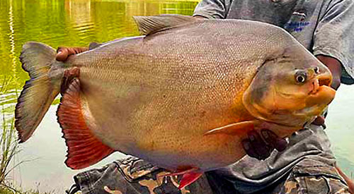 Pacu from Chalong Fishing Park.