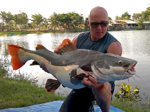 Redtail Catfish from Twin Palm Lagoon.