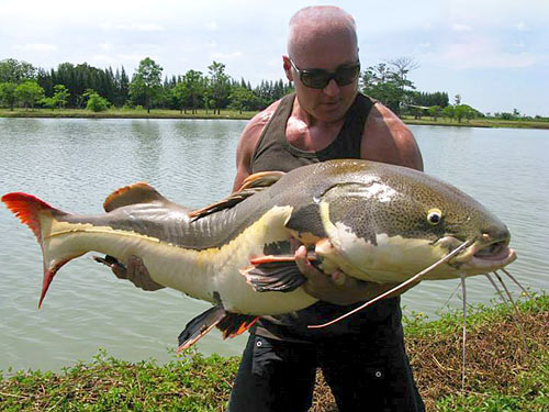 Redtail Catfish from Lake Monsters.