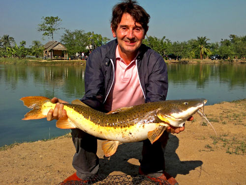 Tiger Shovelnose / Amazon Redtail Catfish Hybrid
