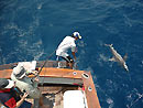 Fighting a Copper Shark.