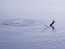 Jumping Marlin at the Similan Islands.