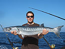 Barracuda from the Andaman Islands.