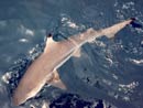 Blacktip Reef Shark from Ko Ha.