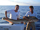 Leopard Shark in the morning.