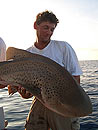 A Similan Island Leopard Shark.