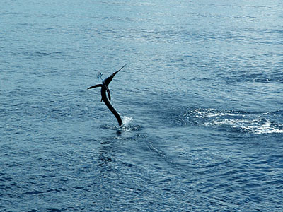 Spanish Mackerel Jumping