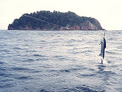 Springende Sejlfisk ved Racha Noi.
