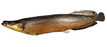 Arapaima (Arapaima gigas).