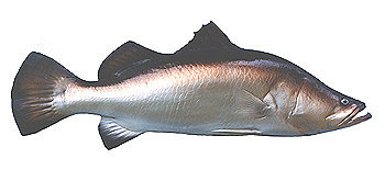 Barramundi (Lates calcarifer).