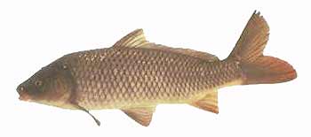 Common Carp (Cyprinus carpio).