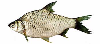 Common Silver Barb (Barbonymus gonionotus).