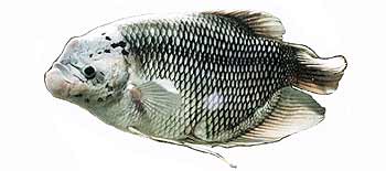 Giant Gourami (Osphronemus goramy).