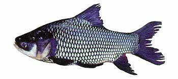 Giant Siamese Carp (Catlocarpio siamensis).