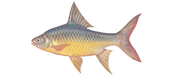 Golden Belly Barb (Hypsibarbus wetmorei).