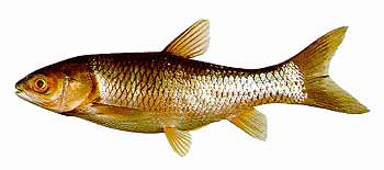 Grass Carp (Ctenopharyngo idella).