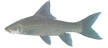 Greater Brook Carp (Tor tambroides).