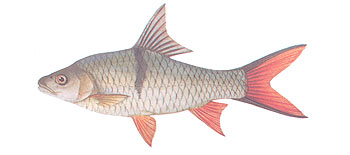 Hampala Barb (Hampala macrolepidota).