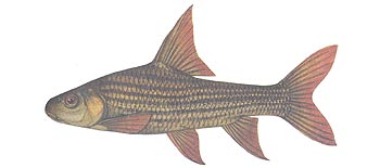 Jullien's Golden Price Carp (Probarbus jullieni).