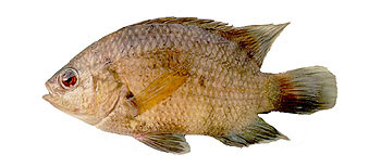 Nandid Perch (Pristolepis fasciata).