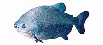 Pacu (Piaractus brachypomus).