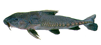 Ripsaw Catfish - Freshwater Fish Species - Fishing Khao Lak
