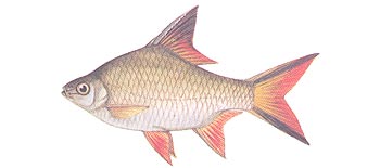 Schwanenfeld's Barb (Barbonymus schwanenfeldii).