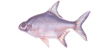 Smith's Barb (Puntioplites proctozysron).