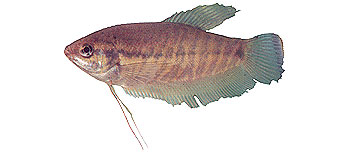 Snakeskin Gourami - Freshwater Fish Species - Fishing Khao Lak