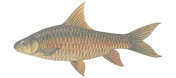 Soro Brook Carp (Neolissochilus soroides).