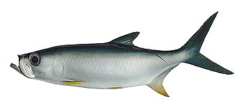 Tarpon (Megalops cyprinoides).