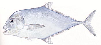 African Pompano (Alectis ciliaris).