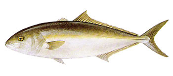 Amberjack (Seriola dumerili).