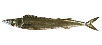 Barracouta (Thyrsites atun).