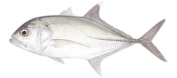 Bigeye Trevally (Caranx sexfasciatus).