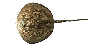 Black-blotched Stingray (Taeniura meyeni).