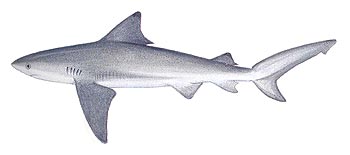 Bull Shark (Carcharhinus leucas).