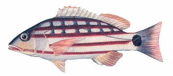 Checkered Seaperch (Lutjanus decussates).