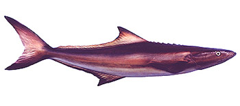 Cobia (Rachycentron canadum).