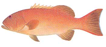 Coral Trout (Plectropomus leopardus).