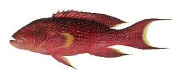 Coronation Trout (Variola louti).