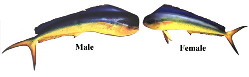 Dorado (Coryphaena hippurus).