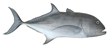 Giant Trevally (Caranx ignobilis).