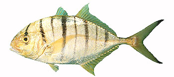 Golden Trevally (Gnathanodon speciosus).