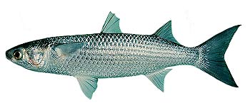 Grey Mullet (Mugil cephalus).