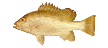 John's Snapper (Lutjanus johnii).