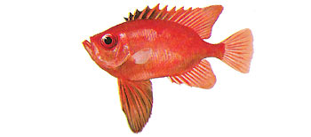 Long-Finned Bigeye (Heteropriacanthus cruentatus).